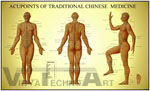 Acupoints of Traditional Chinese Medicine Anatomical Chart: Male